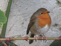 robin